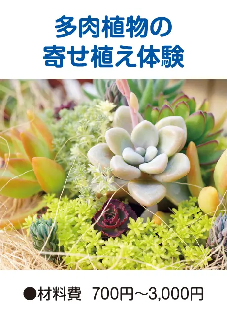 多肉植物の寄せ植え体験